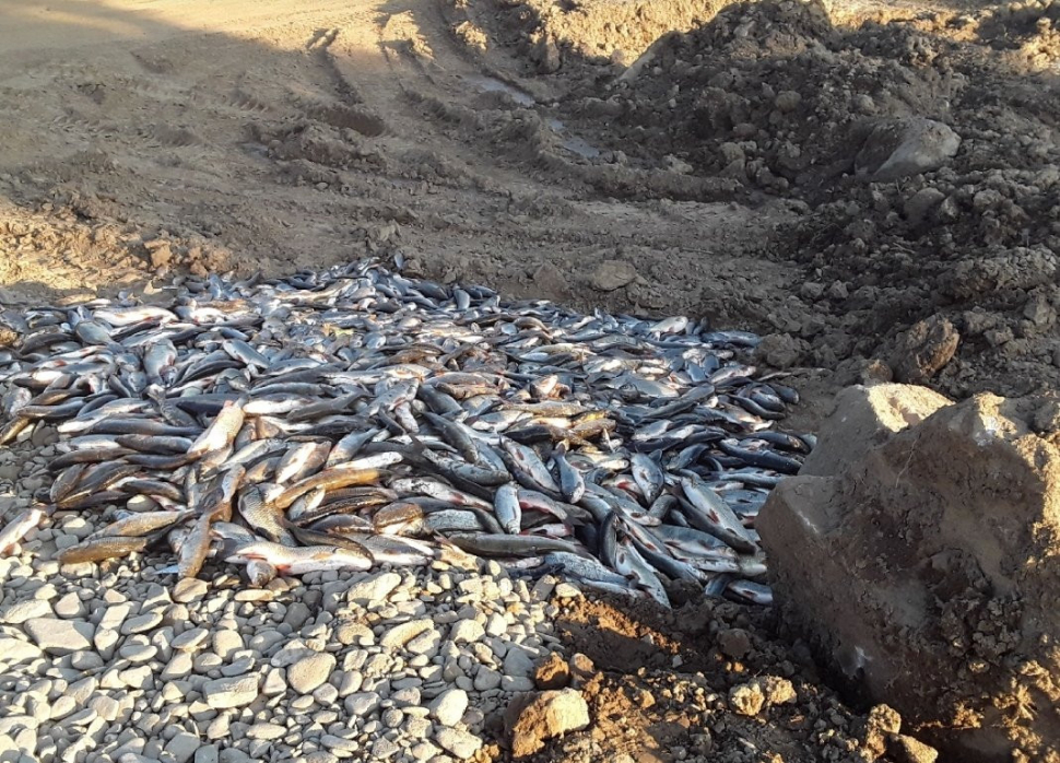 Telegraficky: Ryby v Bečvě otrávil kyanid