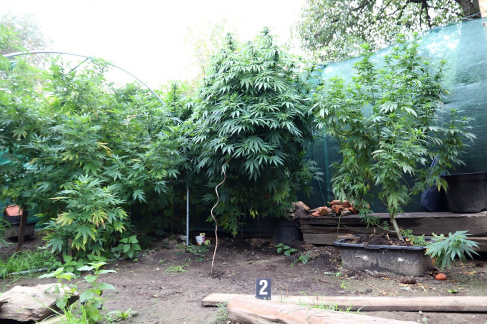 Policisté na Šumpersku sklidili úrodu marihuany