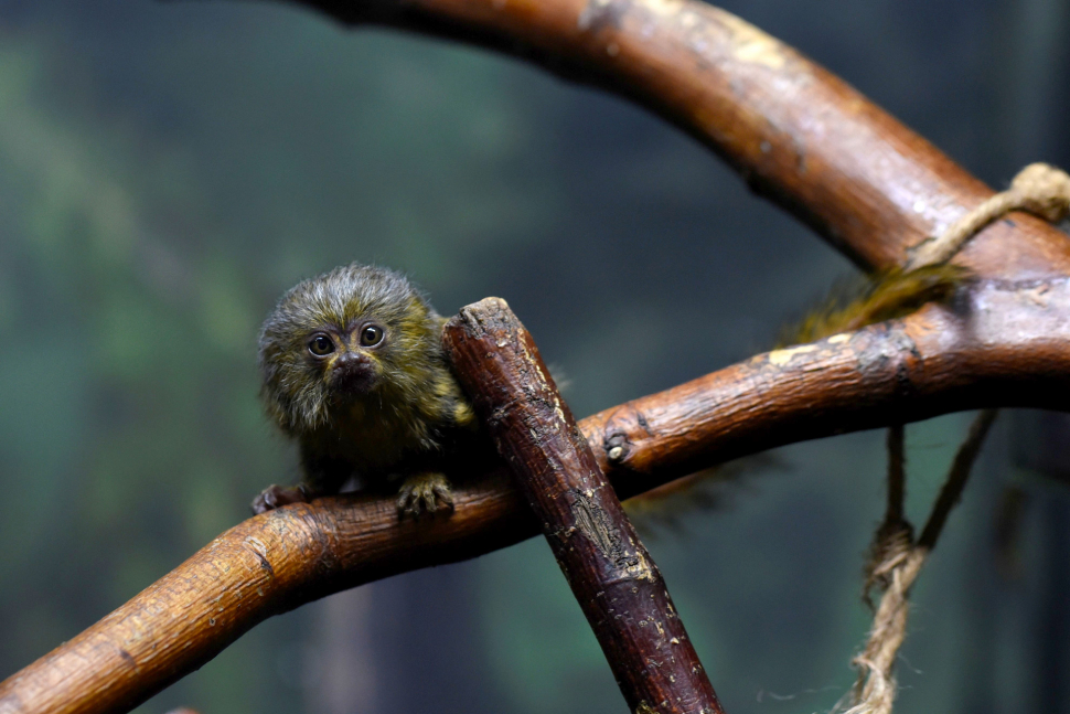 V olomoucké zoo se narodilo mládě nejmenší opice na světě