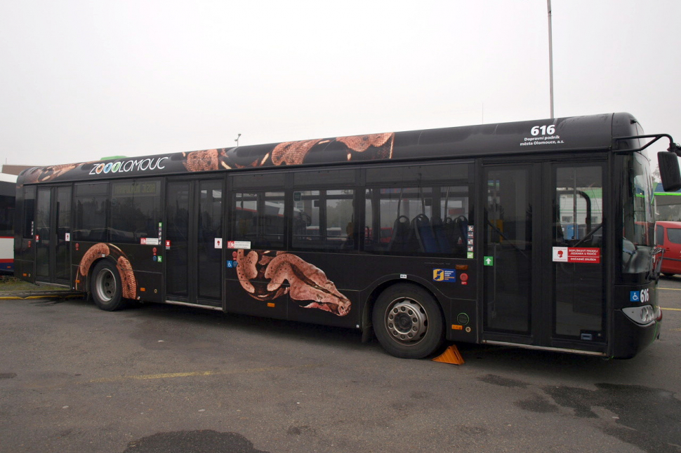 Hroznýš na autobusech dopravního podniku láká k návštěvě zoo