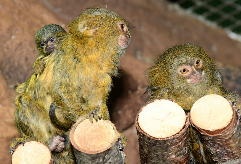 V Zoo Olomouc se narodila dvojčata nejmenších opic na světě