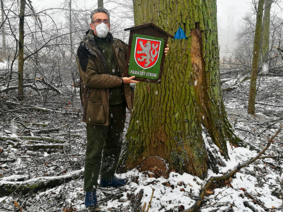 Primátor Žbánek: Památné stromy budeme chránit pro další generace