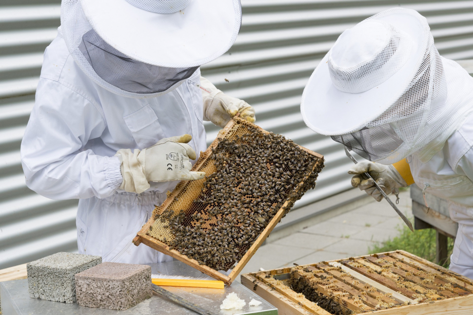 Včelaři dostanou možnost hlásit se o krajskou dotaci