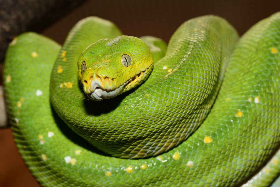 Olomoucká zoo má nová terária