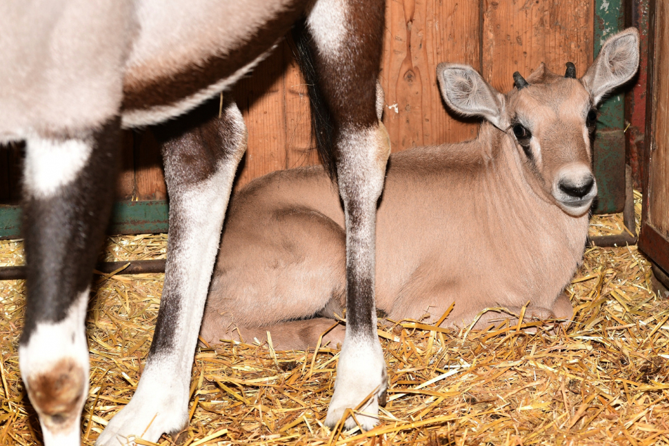 U oryxů v olomoucké zoo si otevřeli porodnici