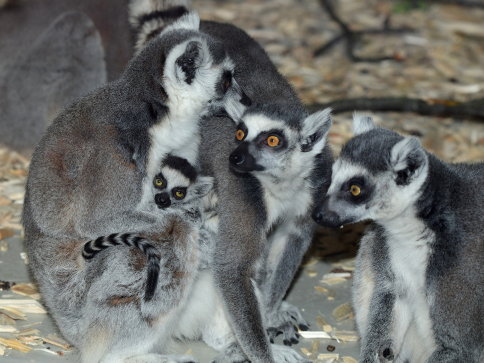 U lemurů v olomoucké zoo se trsá už i s novým mládětem