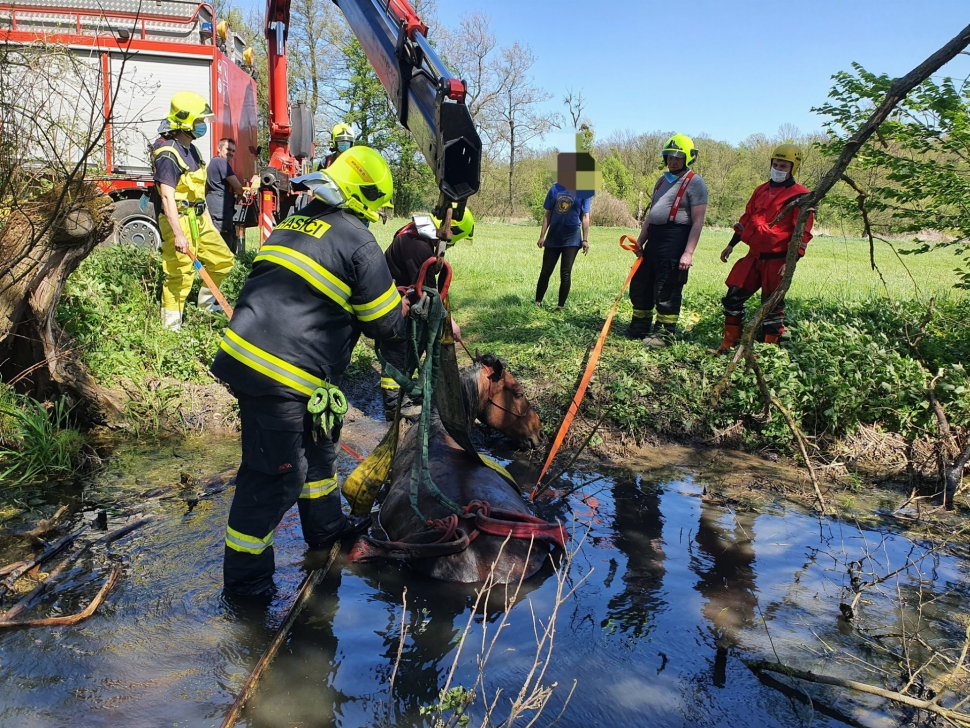Kůň uvízl u Mladče na Olomoucku v potoce, ven mu pomáhali hasiči