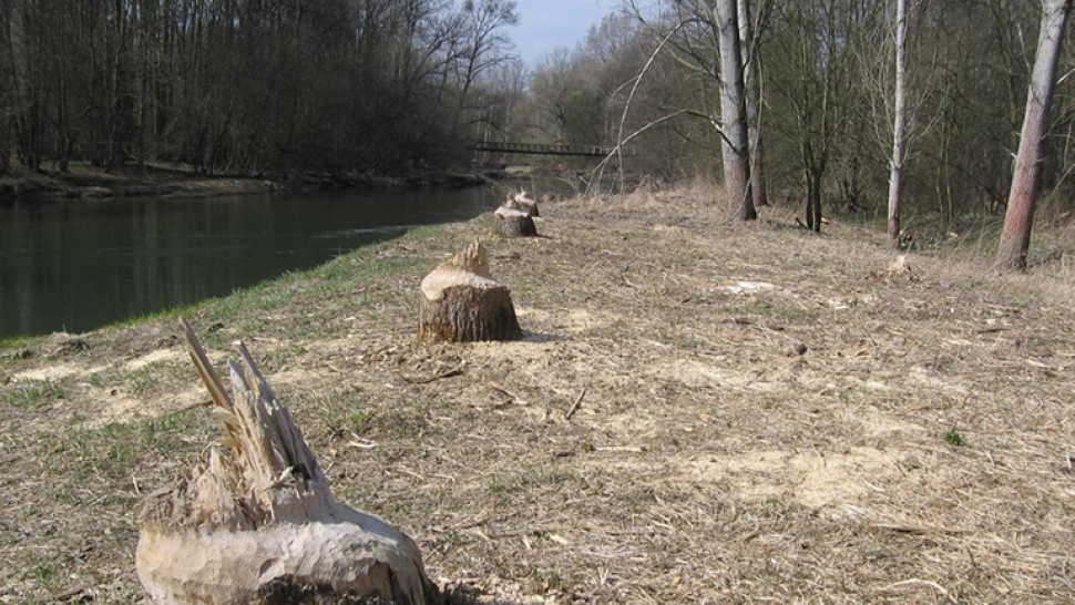 Olomouc zažívá bobří invazi. Ohlodané stromy jsou už i na Lazcích a v parku