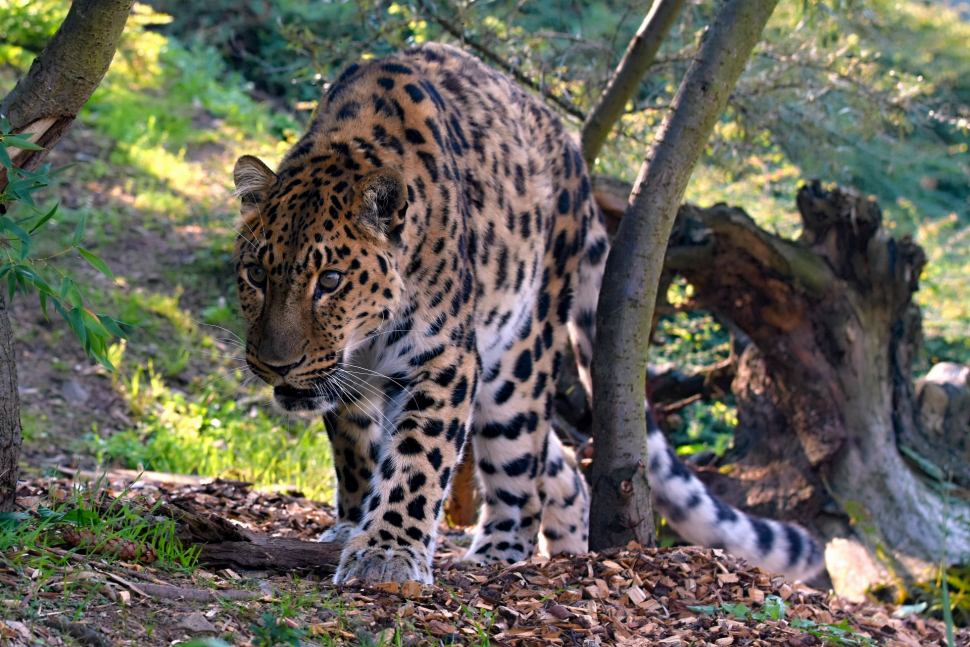 Olomoucká zoo přivítala nového levharta mandžuského