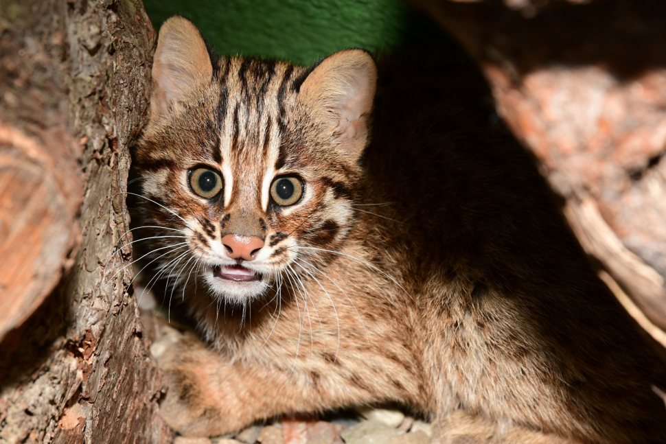 Krátkouchá koťata už mohou vidět návštěvníci olomoucké zoo