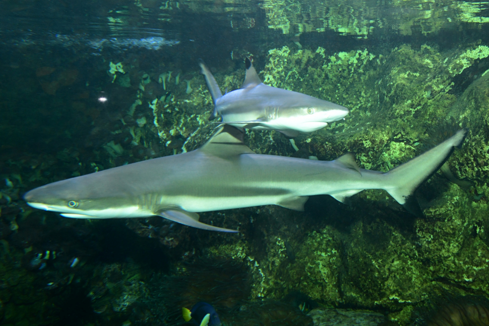 Olomoucká zoo má nového žraloka