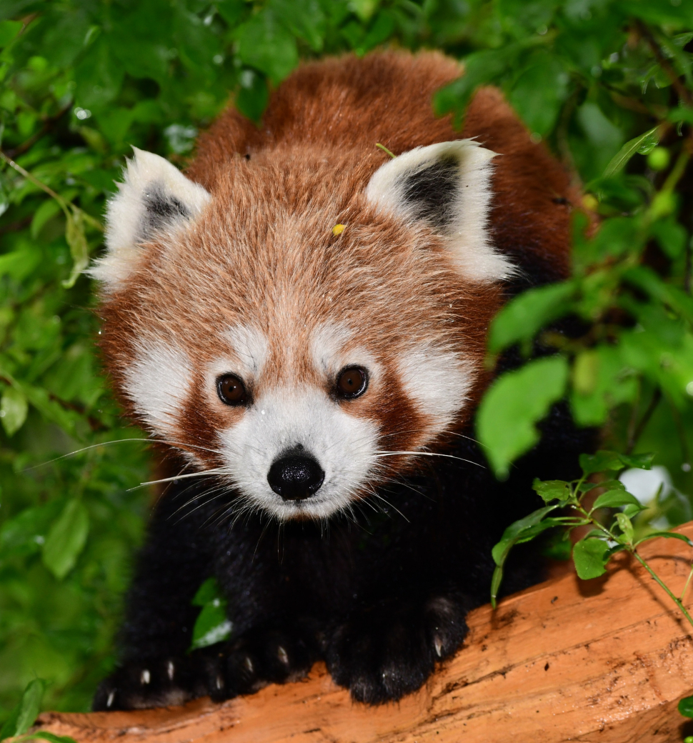 Panda červená utekla z výběhu v zoo, zasahovali zde i hasiči