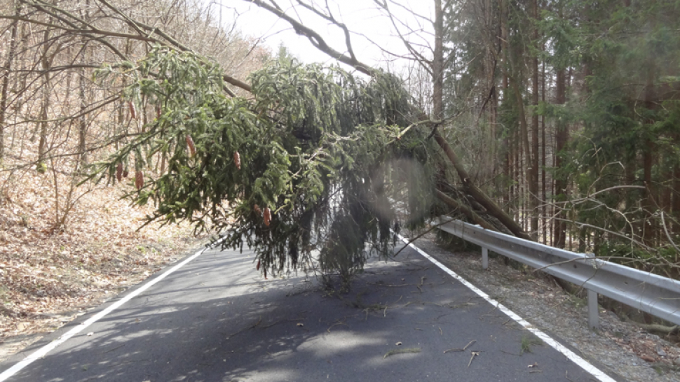 Vítr dělal problémy, Posluchov odřízl strom přes silnici. Lidé i přes zákaz dál chodí do lesa