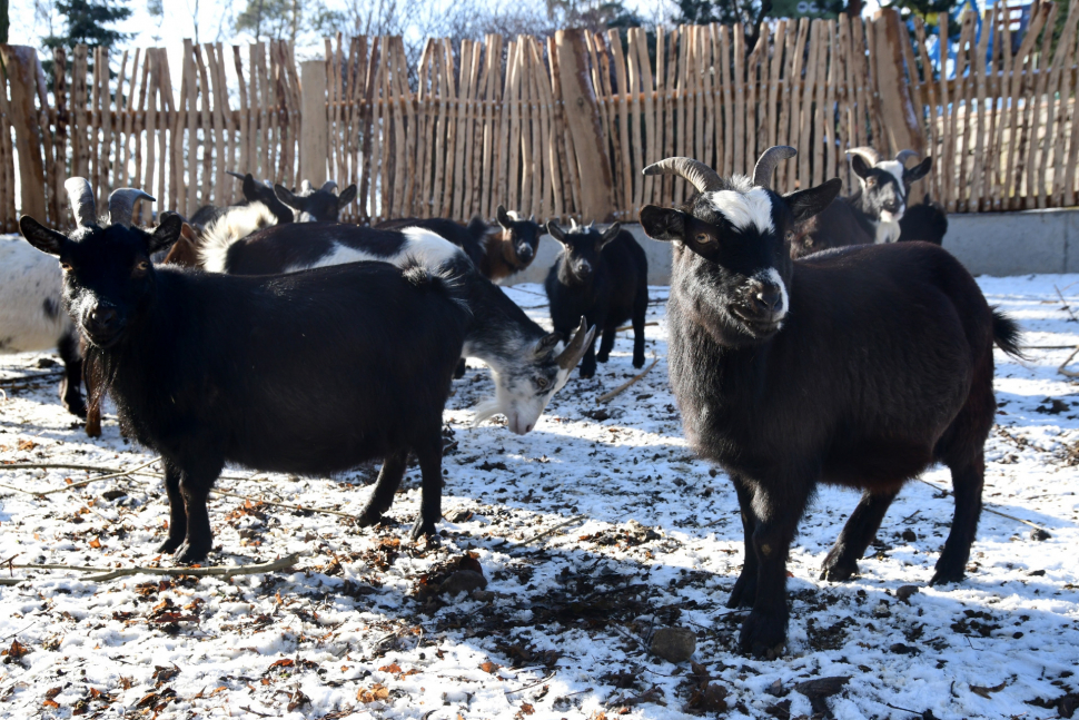 Zoo Olomouc: Kozy máme v novém, snad se budou návštěvníkům líbit