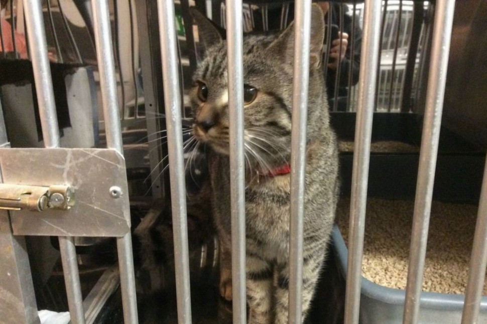 Kočka skončila na služebně olomouckých strážníků
