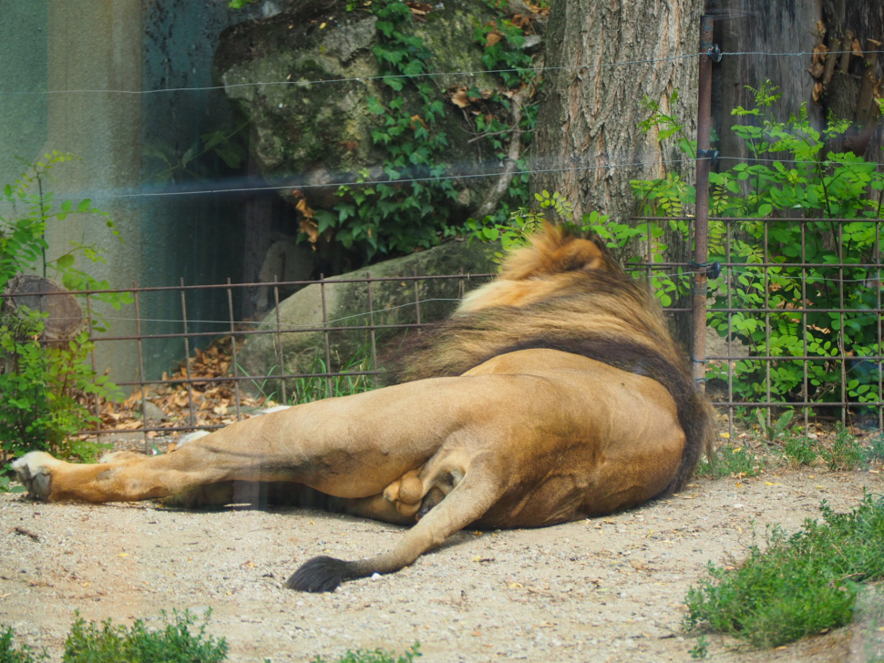 Smutná zpráva! Lev Šimon, král olomoucké zoo, dnes uhynul