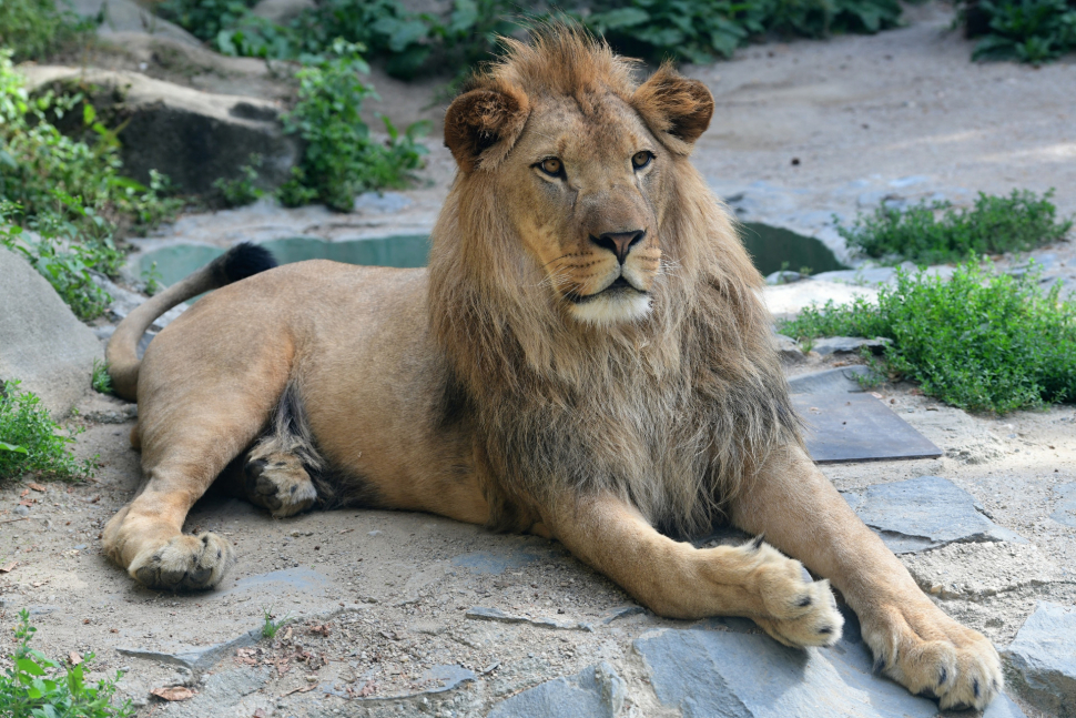 Lva Šimona v olomoucké zoo nahradí samice Ayo