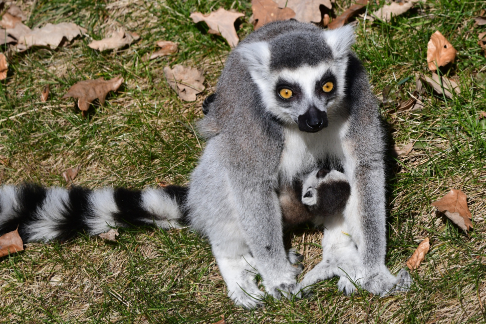 U lemurů v olomoucké zoo se radují z nového přírůstku