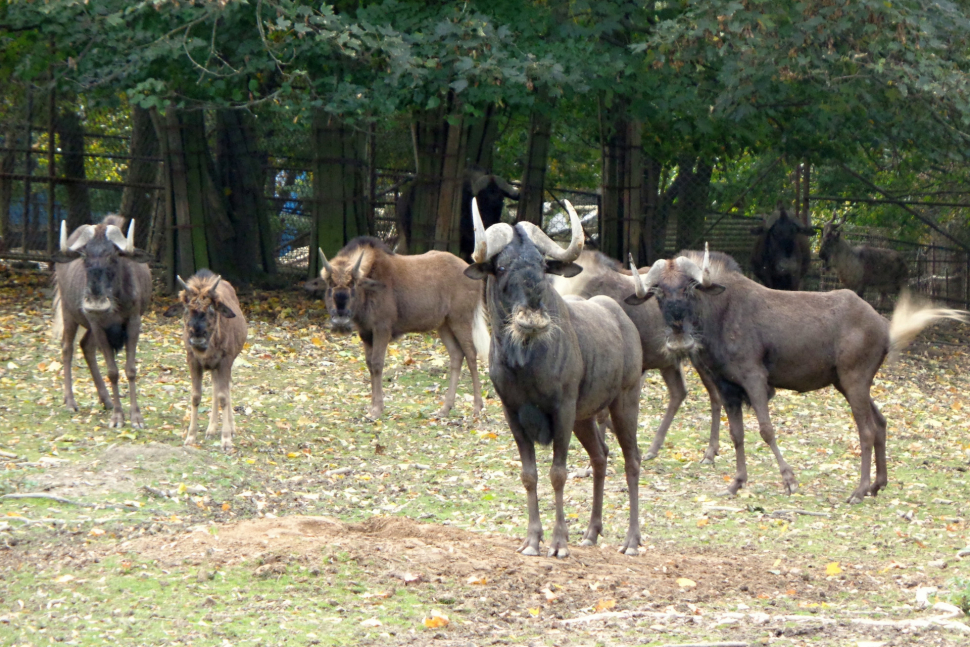 Jeden z pakoňů včera opustil olomouckou zoo