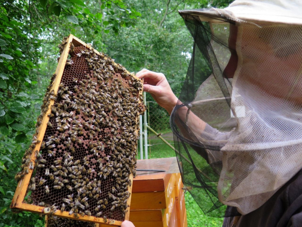 Sršeň asijská včelařům způsobuje velké ztráty
