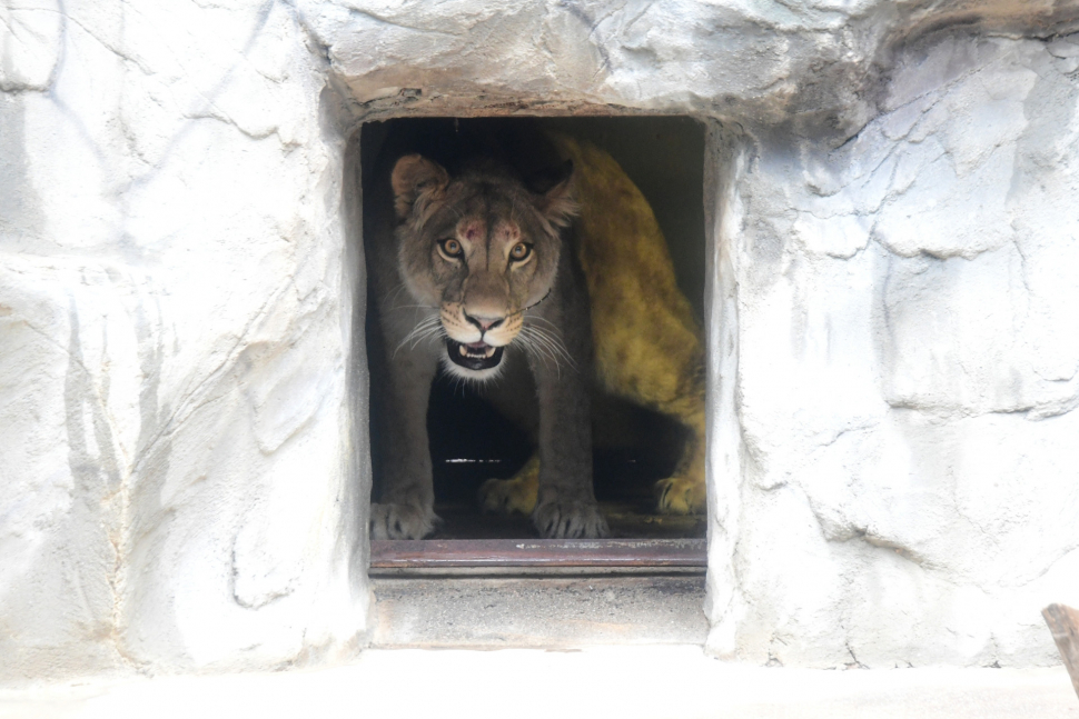 V olomoucké zoo je nová lvice