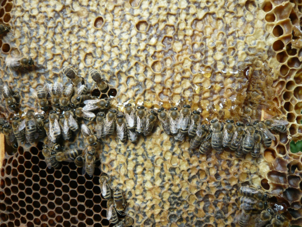 Včelstva zimu tentokrát přežila bez velkých ztrát