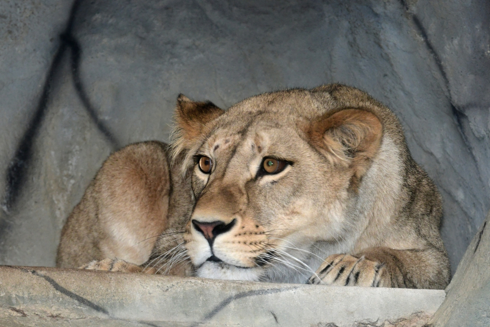 Lvice Ayo se zabydluje v olomoucké zoo