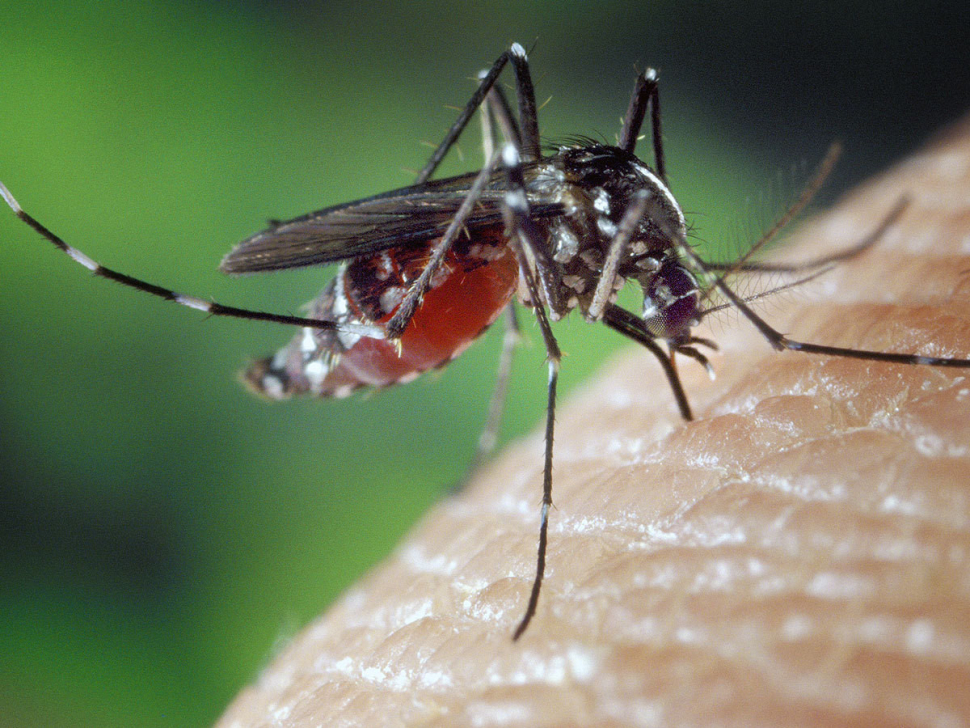 V boji s přemnoženými komáry pomohou také drony