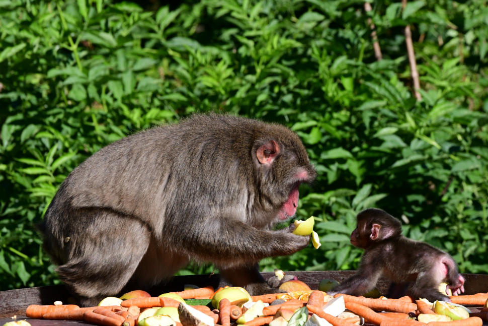 Z olomoucké zoo: Makaci mají malé makaky