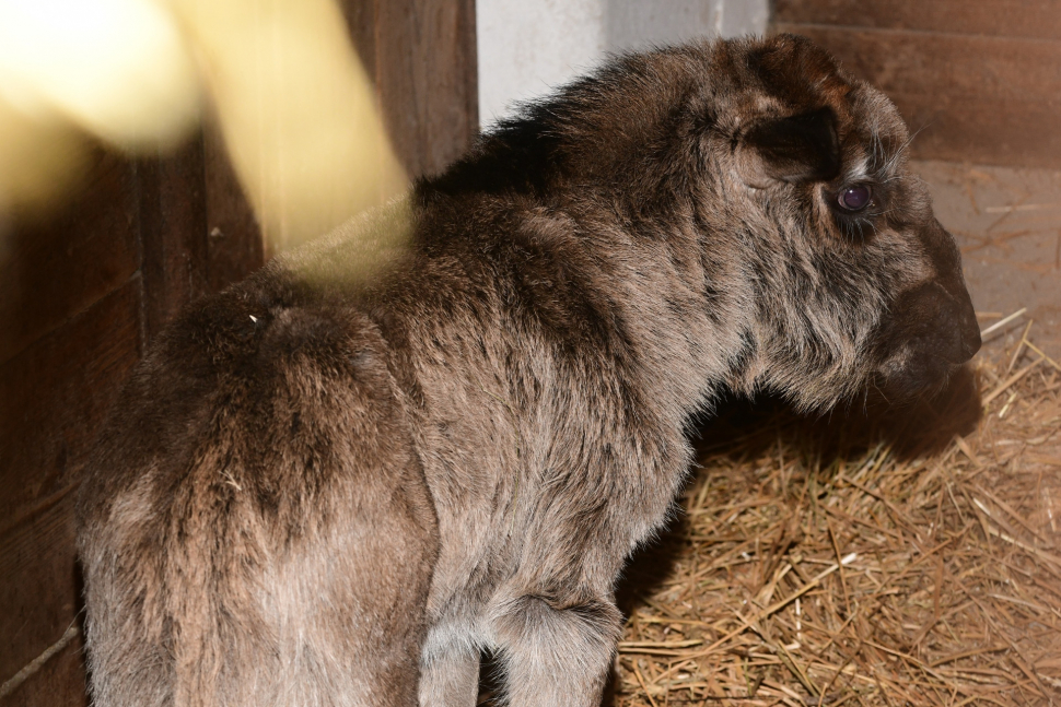 V olomoucké zoo se narodilo první letošní mládě