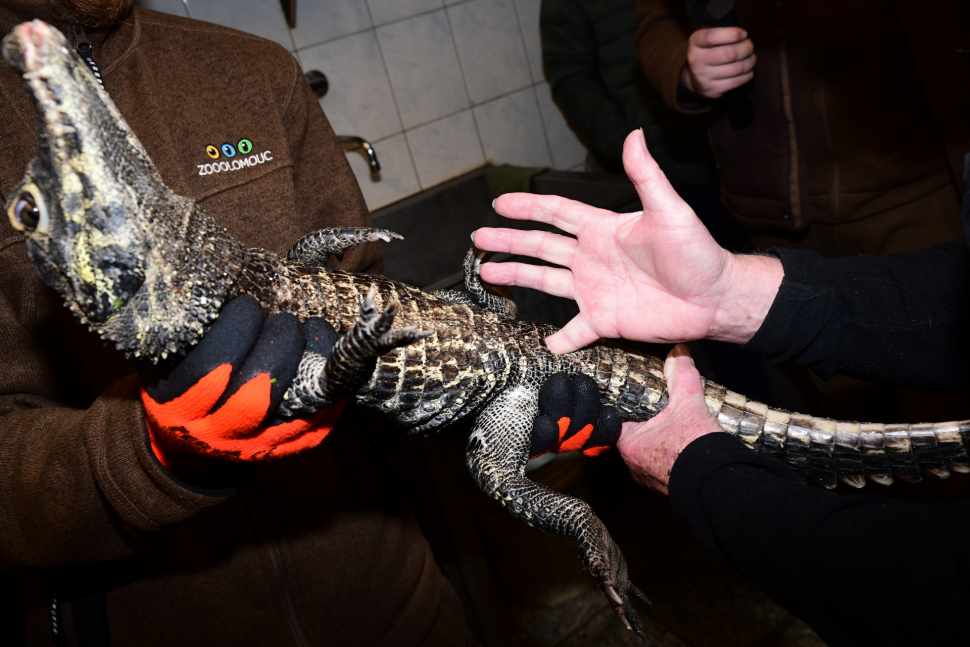 Slavný zoolog zjistil překvapivě, že všechna mláďata jsou samci