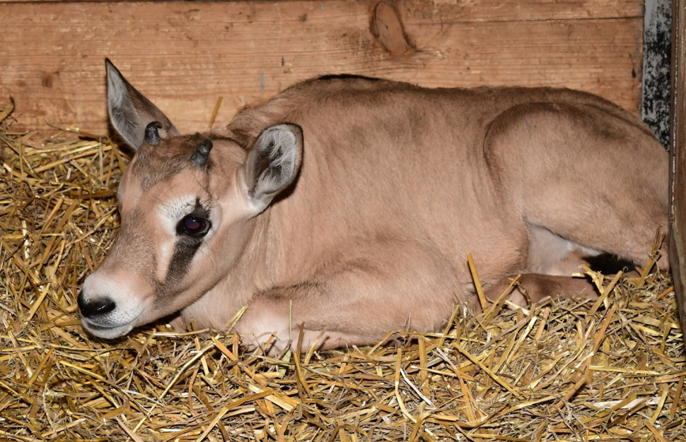 Podceňovaný oryx Malkin se nakonec postaral o všechny samice