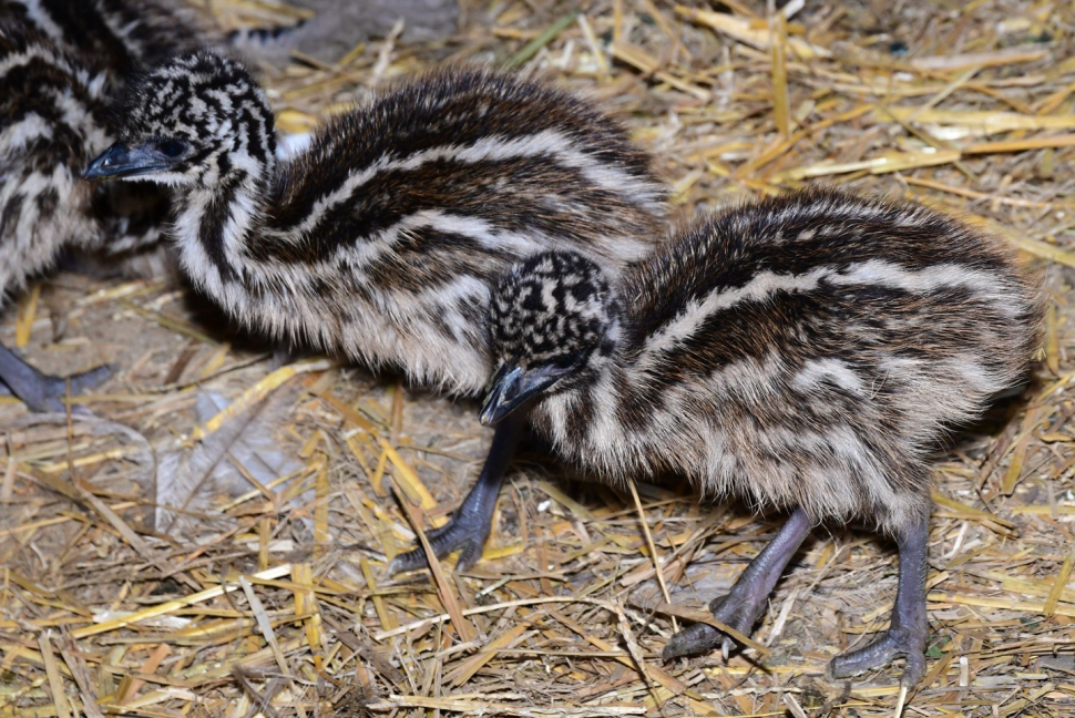 Druhý největší pták světa má mláďata! Jsou k vidění v Zoo Olomouc