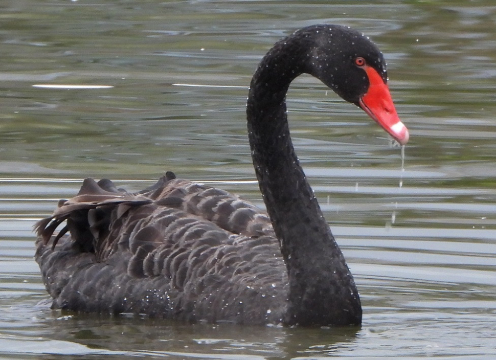 Vzácná labuť černá se objevila na rybníku v Tovačově