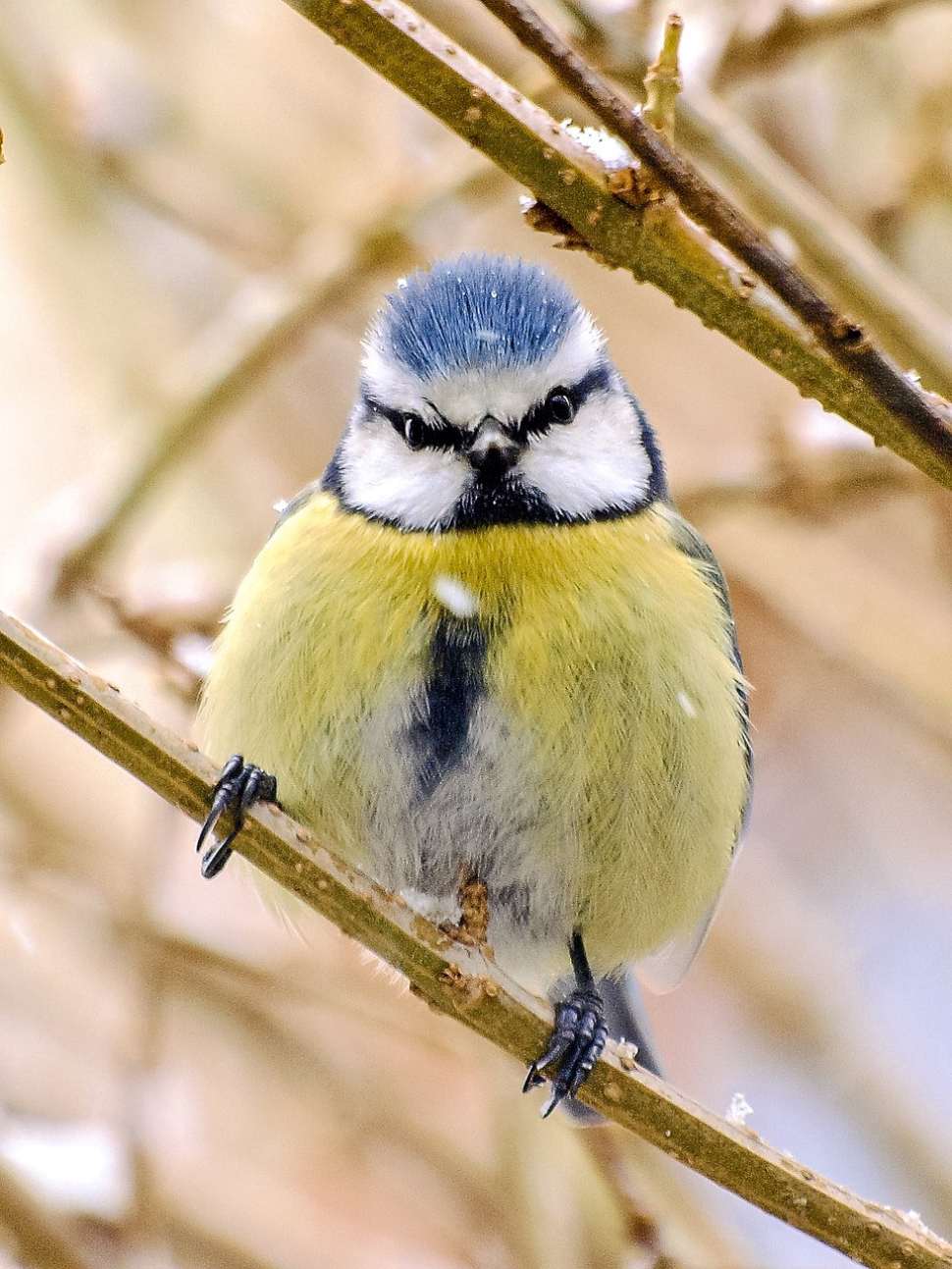 Sčítání ptáků, výstava budek i rady, jak a co jim v zimě pomáhá