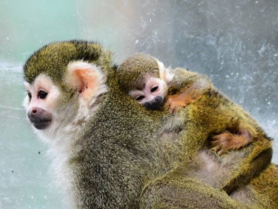 Opici, která používá ocas místo utěrky, se v olomoucké zoo daří