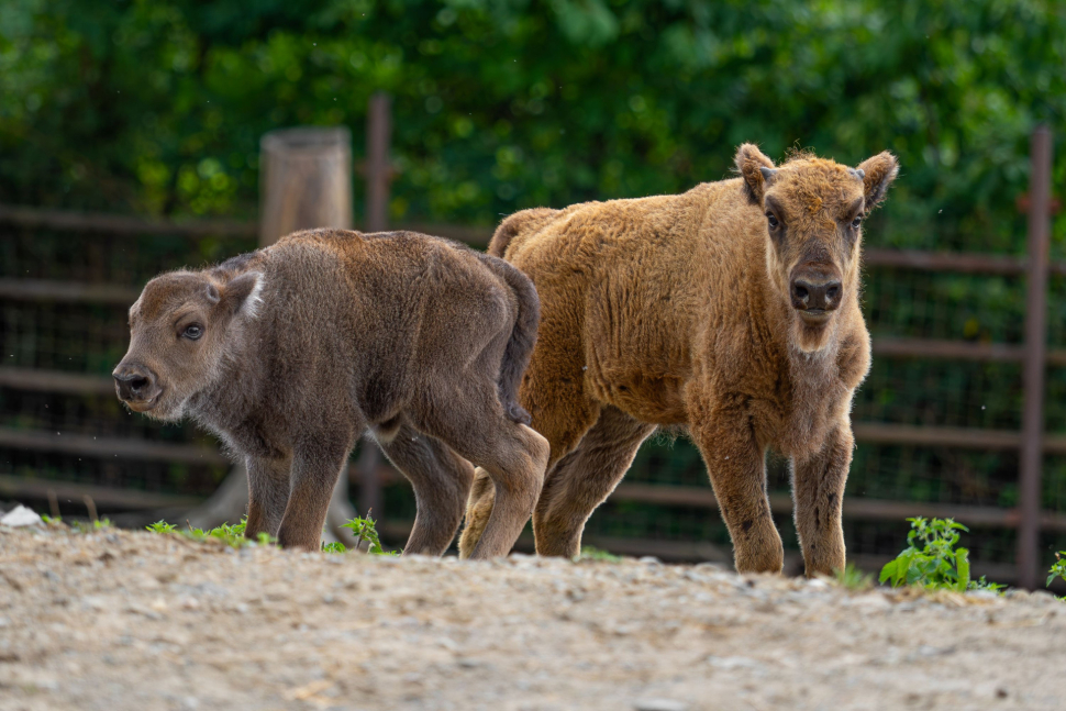 V zoo mají dvě mláďata zubrů! Nový výběh je přiblíží lidem
