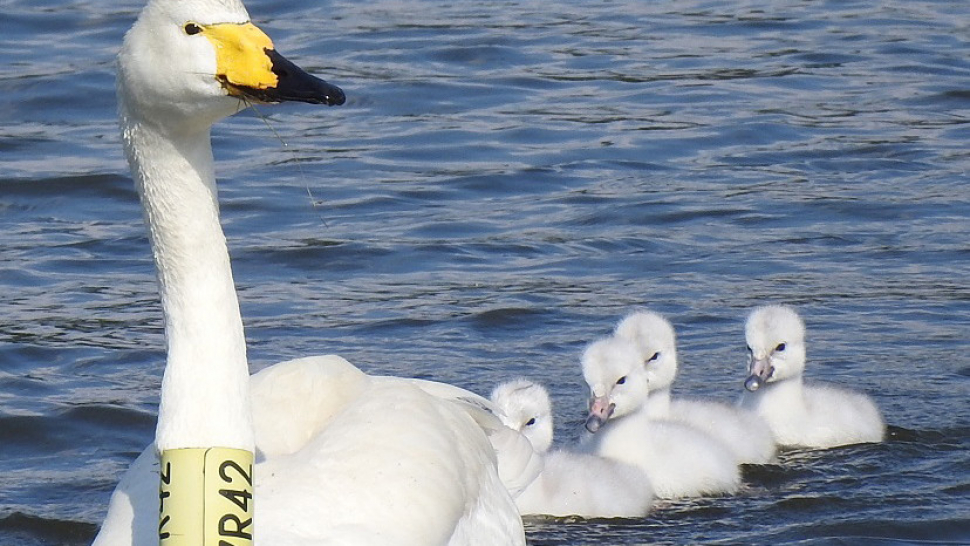 Chráněné labuti Zpěvance záhadně zmizela čtyři mláďata