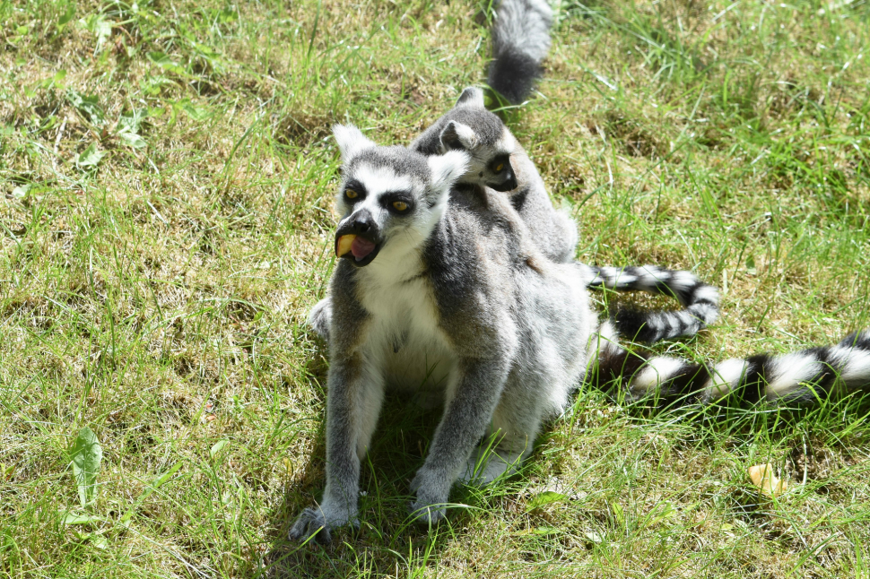 FOTO: Olomoucká zoo slaví, narodila se mláďata lemurů