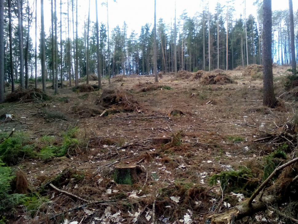 Kůrovec mění pravidla pro lesníky v rezervaci na Rejvízu