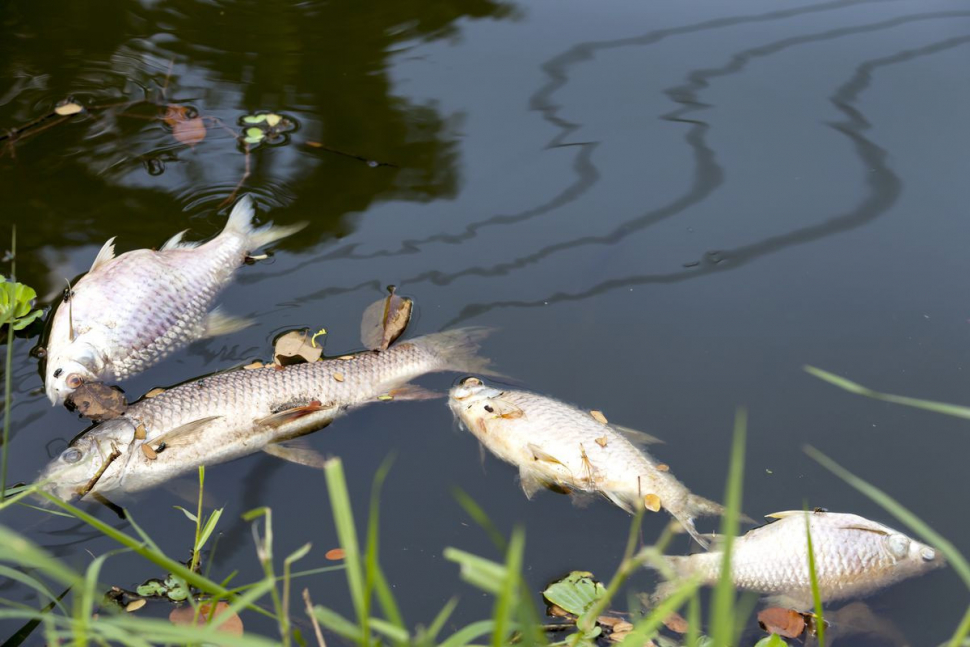 Úhyn ryb v řece Moravě, případ řeší inspektoři i magistrát