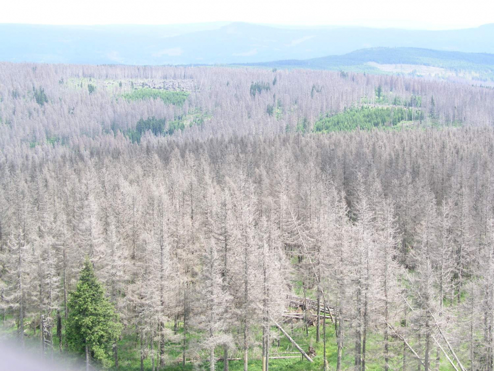 Lesníkům v boji s kůrovcem pomáhají rekognoskační lety