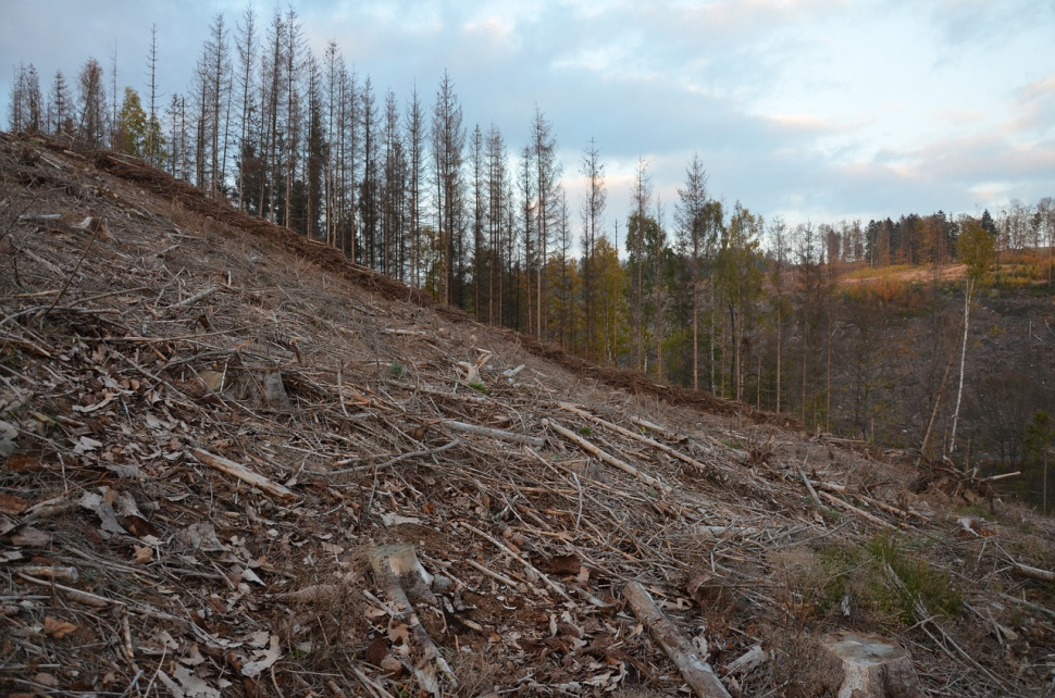 Kvůli řádění kůrovce se musí kácet lesy na Přerovsku