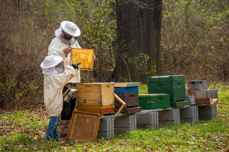 Včelaři dostanou milion korun z krajského rozpočtu