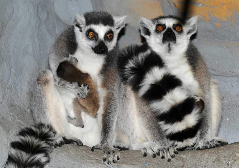 V olomoucké zoo mají dva nové přírůstky mezi lemury
