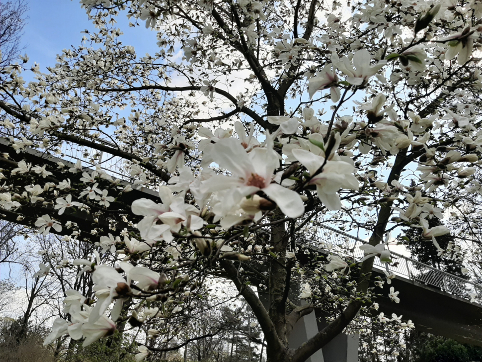 Podívejte se, jak vypadá jaro v olomouckých parcích