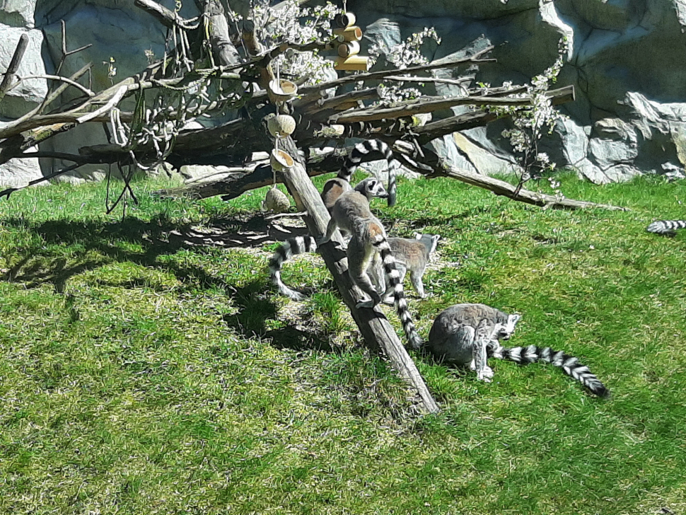 Olomoucká zoo otevře návštěvníkům koncem května