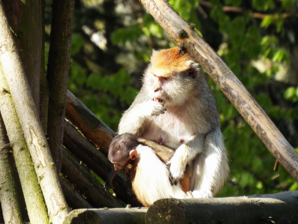 Zoologická zahrada na Svatém Kopečku přivítala mládě kočkodana