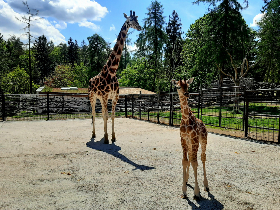 Žirafy v olomoucké zoo mají nový přírůstek, malou Sarifu