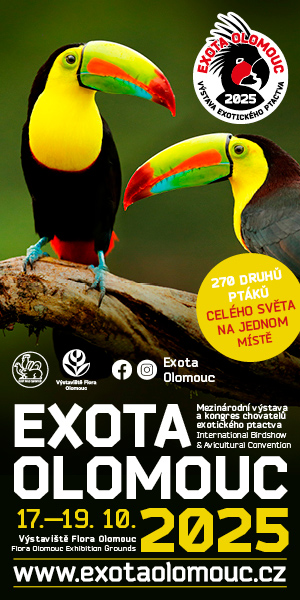 Exota